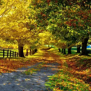 Autumn Road.webp