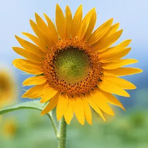 sunflower.webp