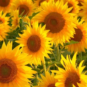 sunflowers.webp