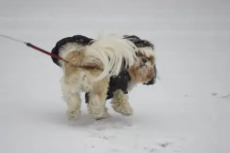 Buster loves snow!.webp