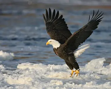 Eagle20095.webp