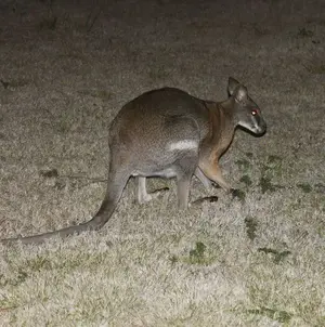 Kangaroo.webp