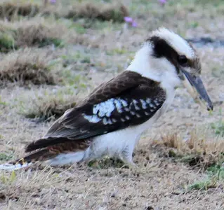 Kookaburra 1.webp