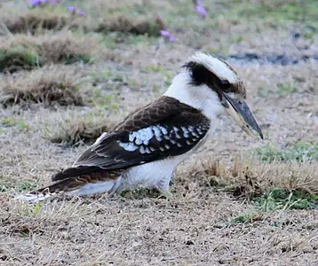 Kookaburra 3.webp