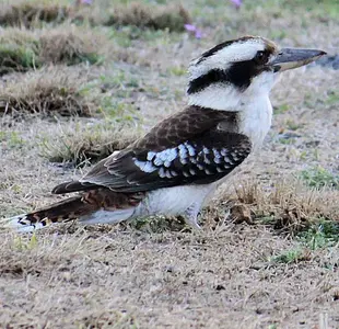 Kookaburra 5.webp