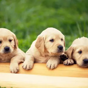 puppys-wallpaper.webp