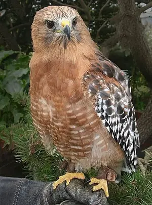 red-shouldered_hawk.webp