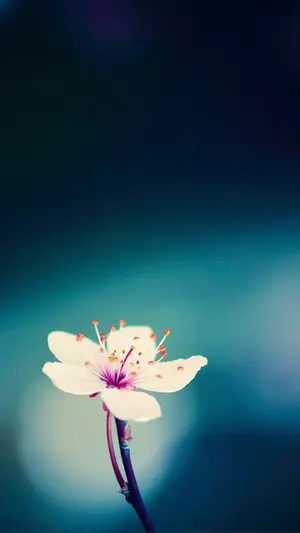 peach-blossom-wallpaper.webp