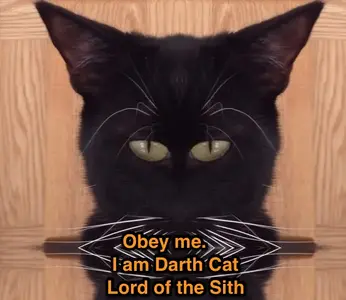 Darth Cat.webp