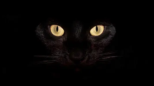 Black_cat_Laptop_wallpaper.webp