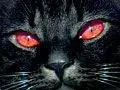 blackcat2-120.webp