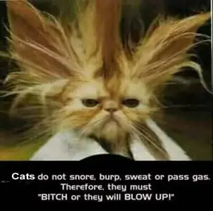 silly-cats-saying-about-blowing-up-.webp