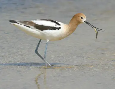 avocet.webp