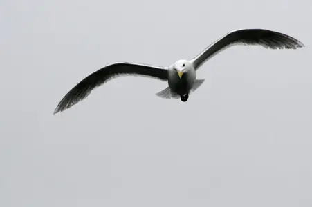 Gull-2.webp