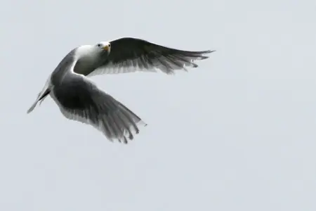 Gull-3.webp