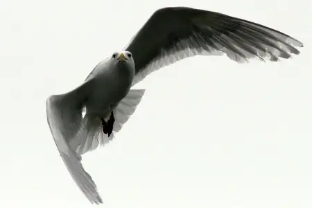 Gull-1.webp