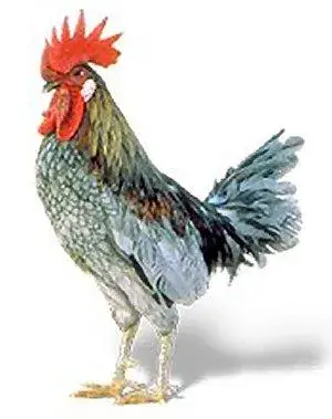 chicken.webp