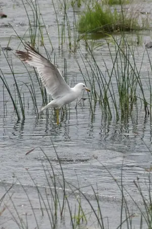 Gull on Hover 003.webp