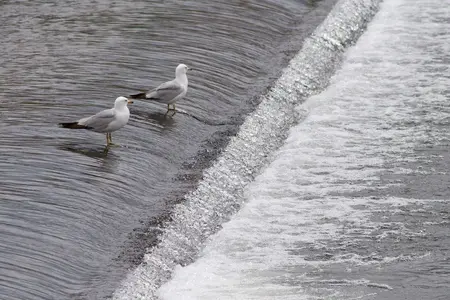 Gulls on Spillway 001.webp