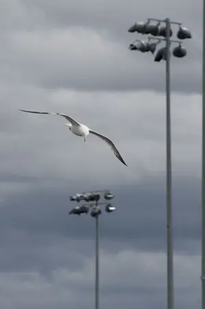 Stormy Gull 002.webp