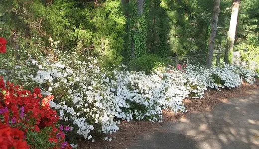 Azaleas_CloseUp3-L.webp