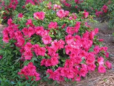 Azaleas_CloseUp-M.webp