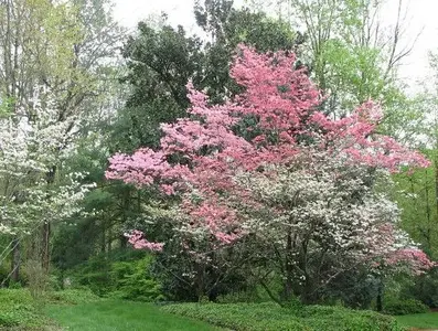 Dogwoods_Front-M.webp