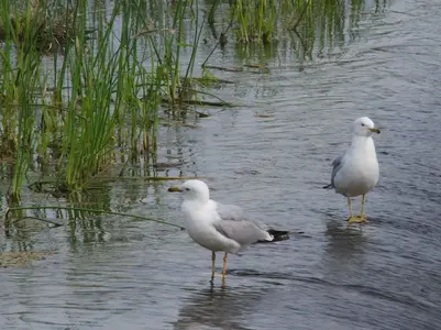 Two Gulls 006.webp