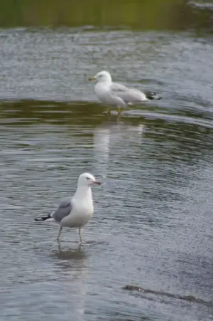 Two Gulls 004.webp