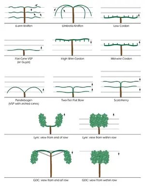 grapevine_training.webp