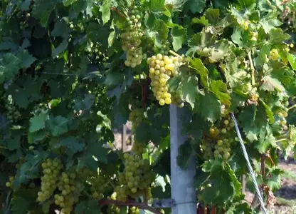 Grapes_Austria.webp