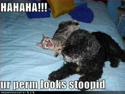 Cat-laughing-at-dog-stoopid-perm-Funny-dog-photo-with-captions-445x333.webp