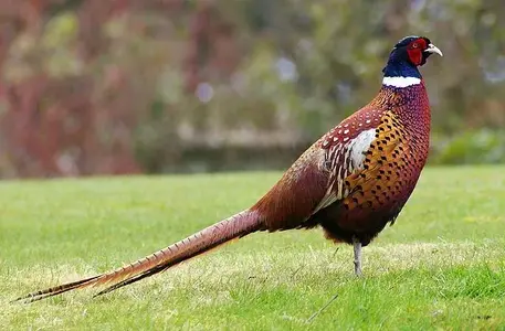 Pheasant.webp