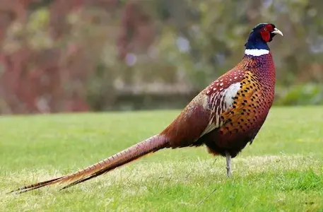 Pheasant.webp