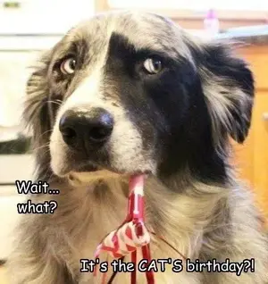 funny-pictures-its-the-cats-birthday-skeptical-dog.webp