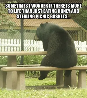 funny-pictures-bear-contemplating-life-table.webp