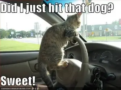 Cat Driving.webp