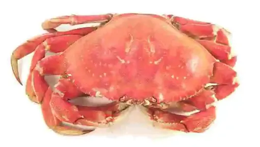 cdungenesscrab.webp