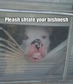 funny-pictures-state-business-dog-face-squashed-door.webp