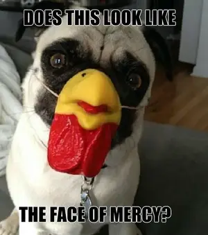 funny-pictures-the-face-mercy-pug-dog-chicken-mask.webp