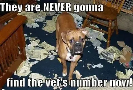 funny-pictures-never-find-number-now-dog-ripped-phone-book.webp