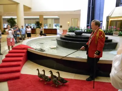 The-Peabody-Hotel-duck-master.webp