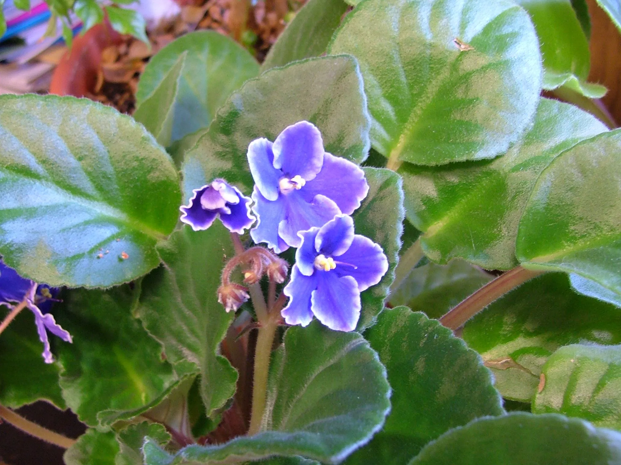 African Violets