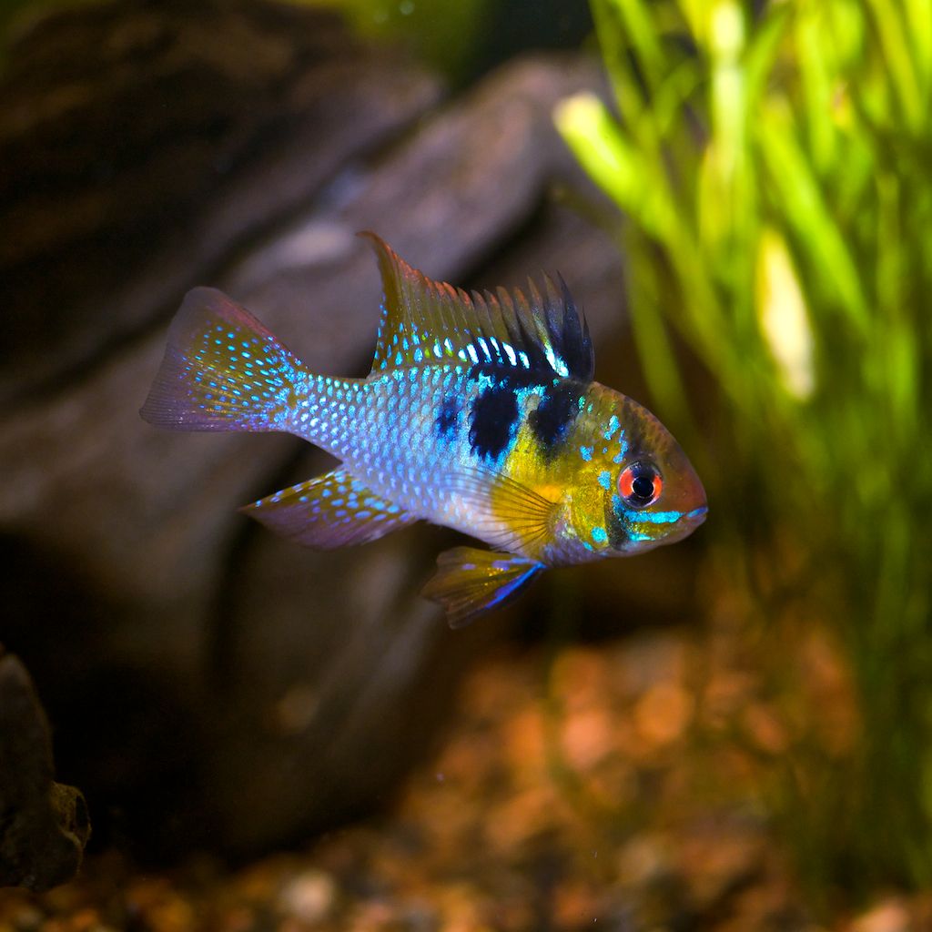 German Blue Ram