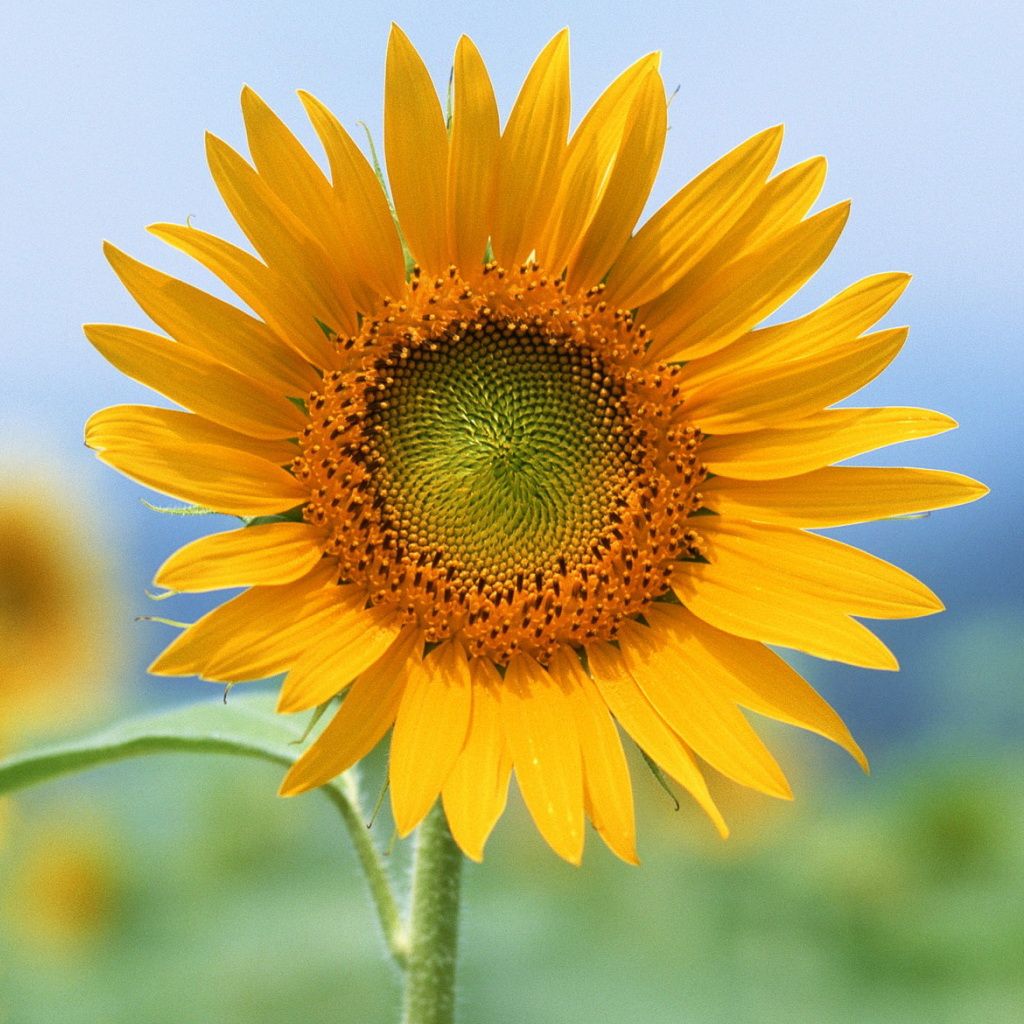 sunflower