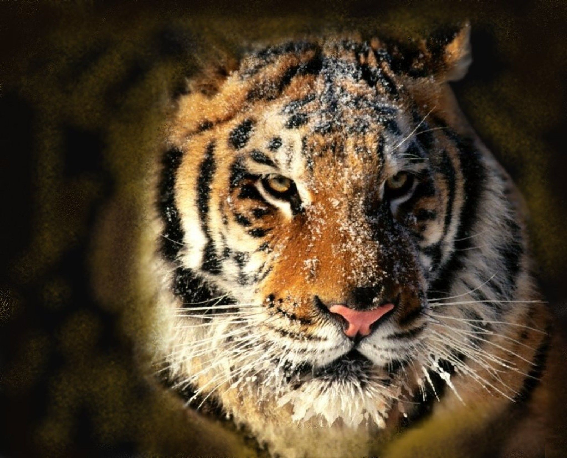 tigeranimal01