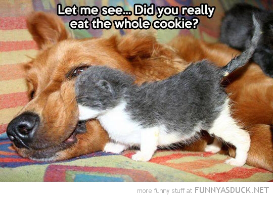 funny-pictures-kitten-cat-dogs-mouth-eat-whole-cookie.jpg