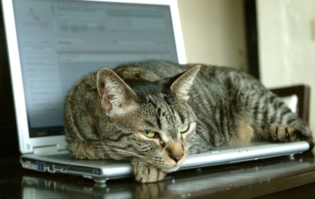 cat-on-laptop-640x405.jpg