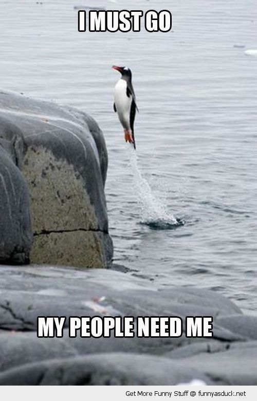 funny-penguin-i-must-go-pics.jpg