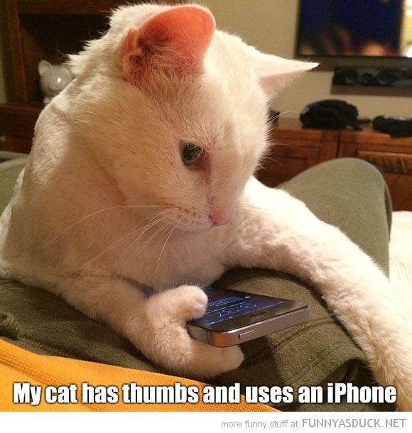 funny-pictures-cat-thumbs-iphone.jpg